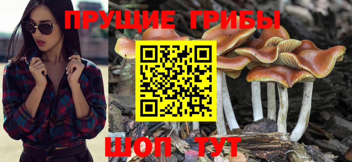 Уварово  Галлюциногенные грибы Psilocybe  Псилоцибиновые грибы прущие грибы  Вход с VPN 